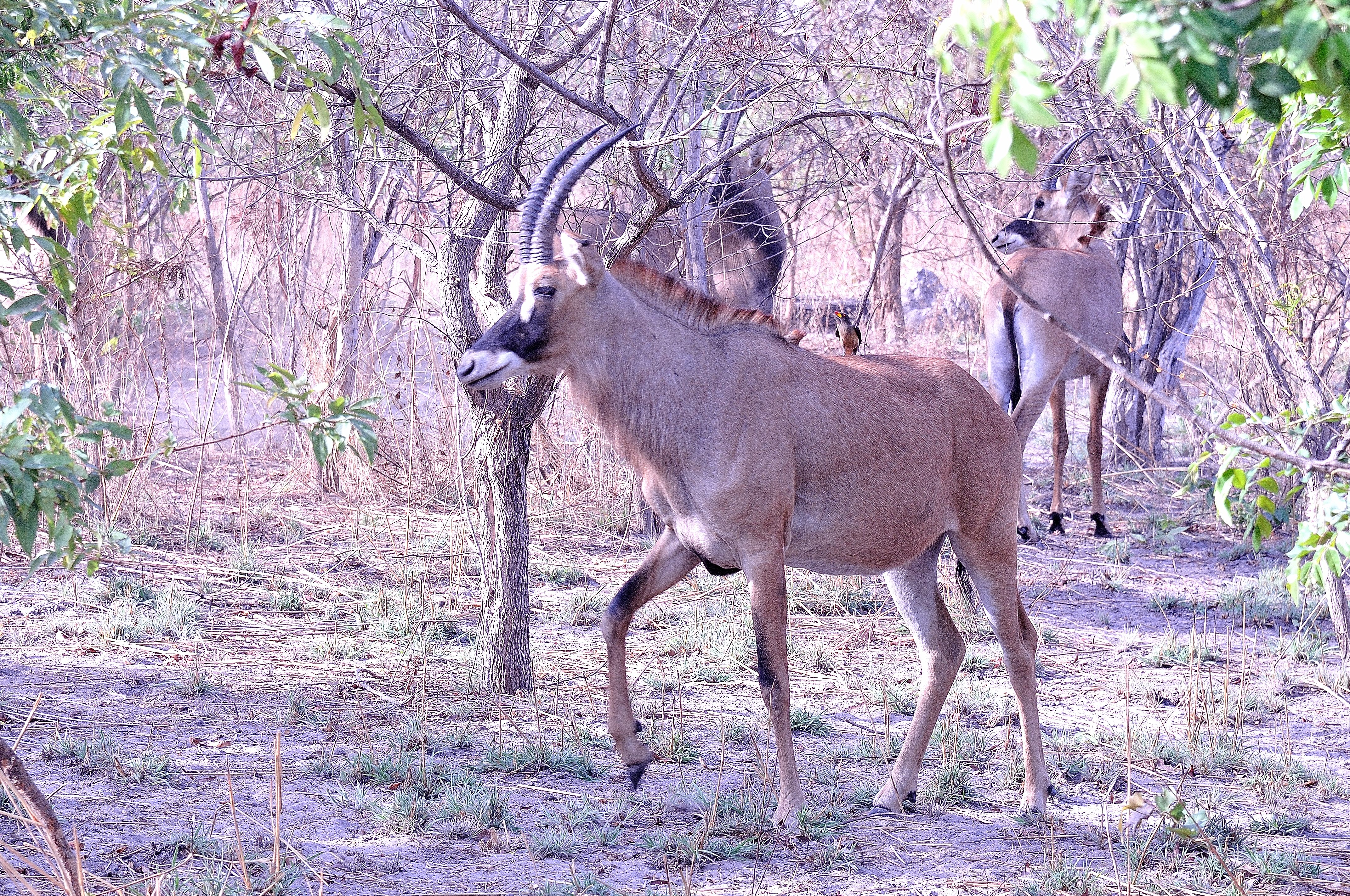 Antilopes rouannes ou cheval, ou encore Hippotragues (Roan antelopes, Hippotragus equinus), adultes en saison sèche dans la Réserve de Fathala, Région de Fatick, Sénégal.